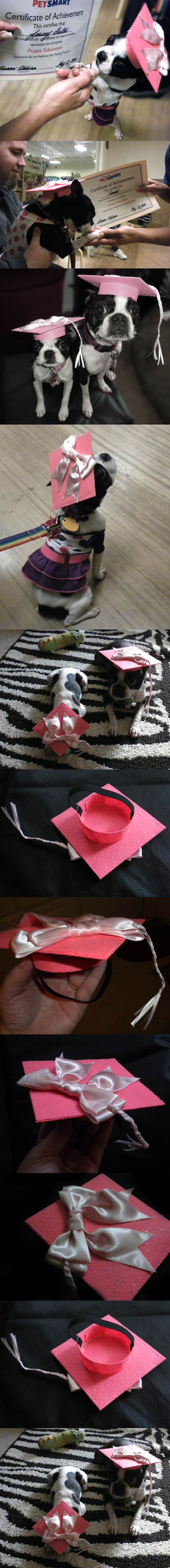 DIY Adorable Pet Graduation Caps 2